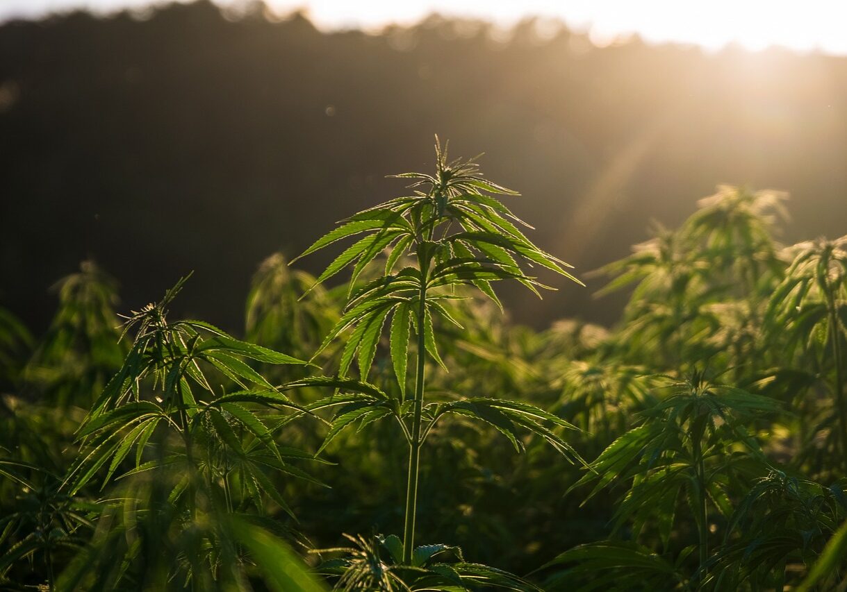 hemp, cannabis, field-7212781.jpg